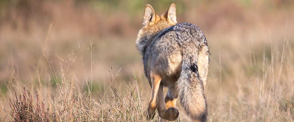 Wolf läuft vor der Kamera davon - Foto: Jürgen Borris