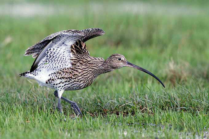 Großer Brachvogel - Foto: Hartmut Mletzko