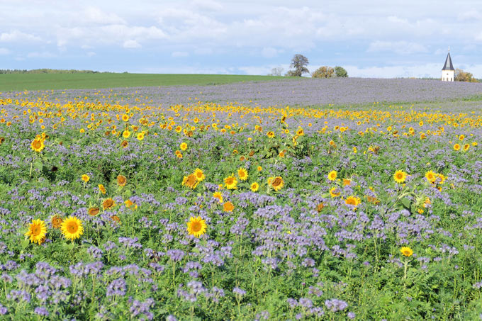 Gründüngungsacker mit Gemenge Büschelschön (Phacelie) und Sonnenblumen - Foto: Karl-Heinz Römer/www.naturgucker.de