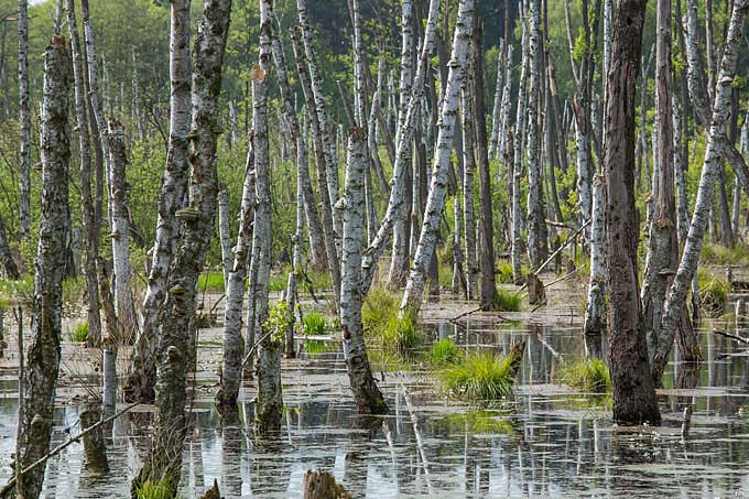 Bruchwaldentwicklung im Biesenthaler Becken - Foto: Klemes Karkow