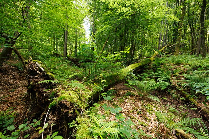 Laubacher Wald - Foto: Klemens Karkow