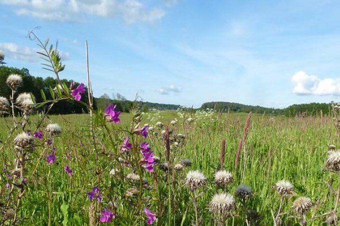 Blumenwiese - Foto: Eckhard-Wenzlaff