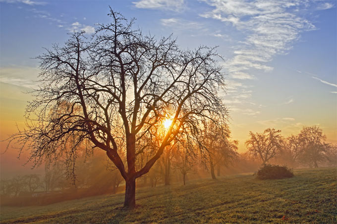 Herbstliche Streuobstwiese - Foto: Frank Derer