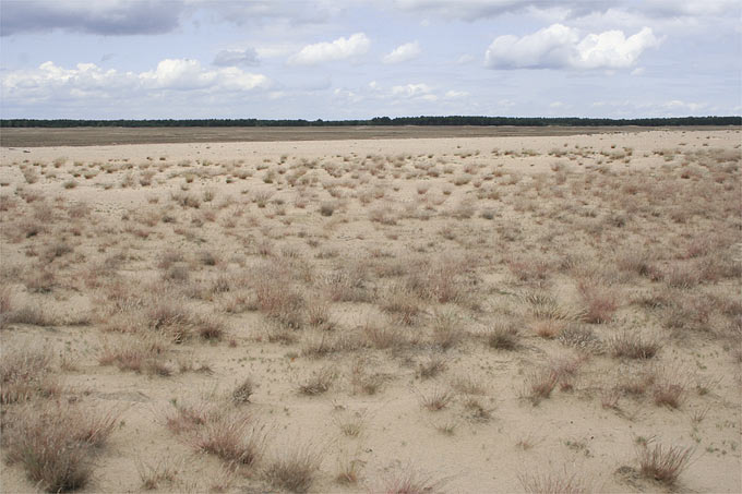 Lieberoser Heide - Foto: Helge May