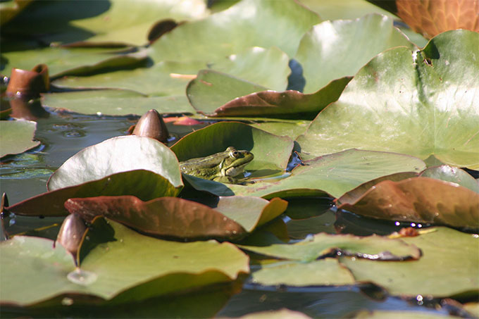 Feuchtbiotop Im Garten Anlegen