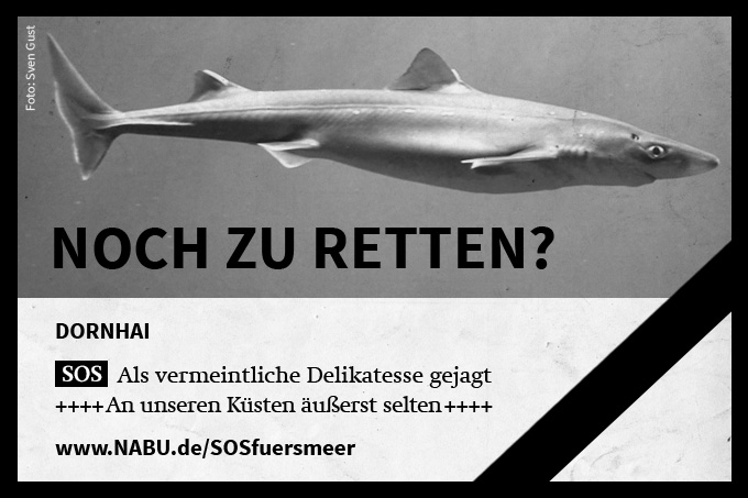 160618-nabu-meeresschutzkampagne_dornhai.jpeg