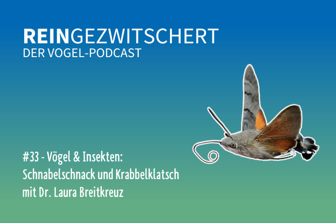 Der Podcast für alle, die auf Vögel fliegen