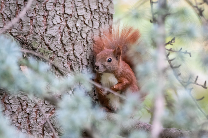 Dieses Hauptstadt-Eichhörnchen dankt für Ihren Einsatz für die Berliner Stadtnatur. - Foto: NABU/Marc Scharping