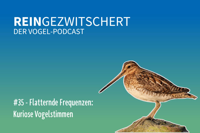 Folge 35: Kuriose Vogelstimmen - Foto: NABU-naturgucker.de/Jürgen Podgorski 