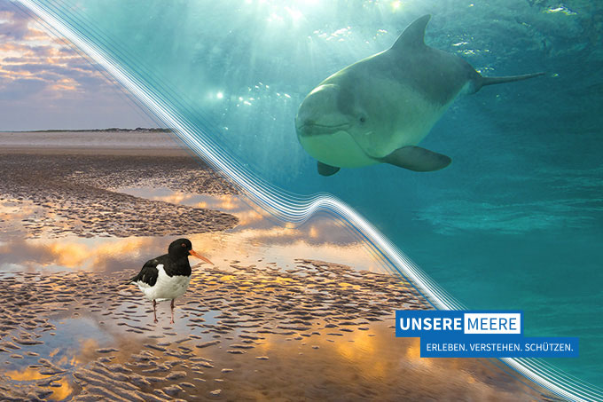 Unsere Meere - Fotos: Nordsee (links): Traveller_Martin, Kathy BÃ¼scher; Ostsee (rechts): NABU/Christoph Kasulke; Grafik: VAN SAND 