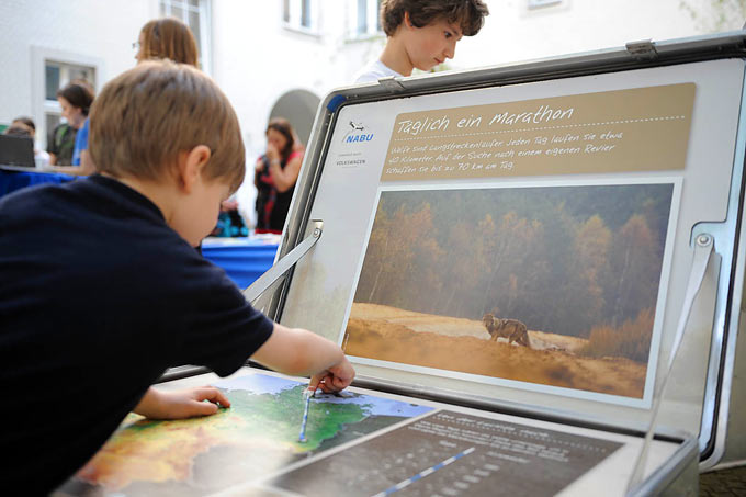 Der Wolf macht Schule - Foto: NABU/Guido Rottmann