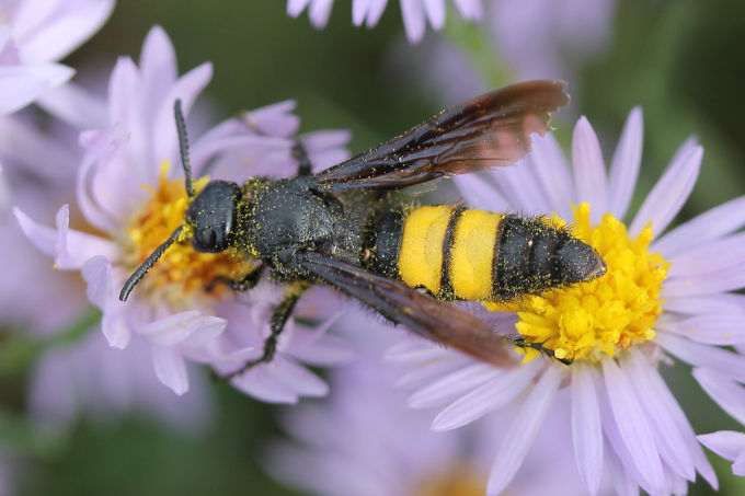 Eine mit gelben Pollen bedeckte Borstige Dolchwespe sitzt auf zwei lilafarbenen Blumen.