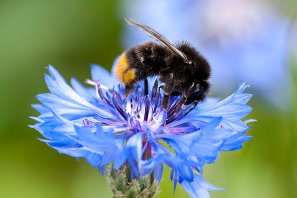 Steinhummel - Foto: NABU/Kathy Büscher