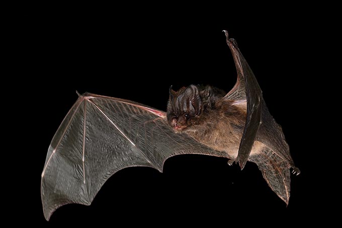 Mopsfledermaus - Foto: NABU/Christian Dietz