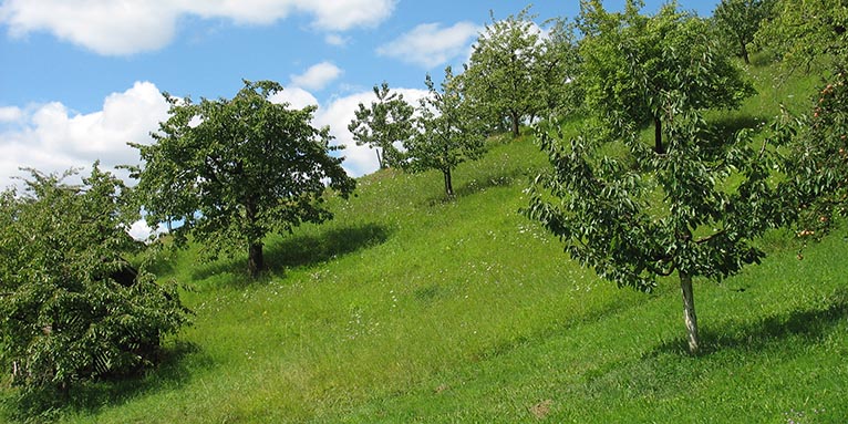 Streuobstwiese - Foto: NABU/Hannes Huber