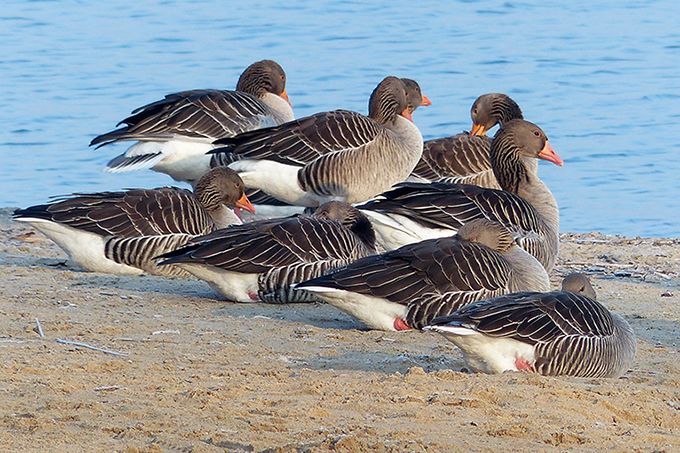 Graugänse am Zippendorfer Strand in Schwerin - Foto: Katja Burmeister