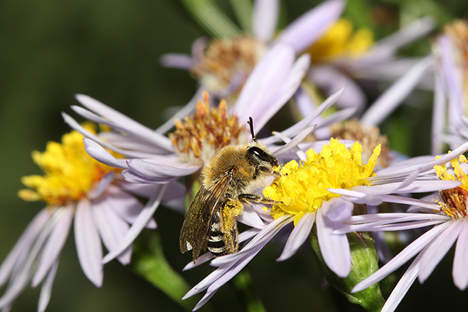 Salzastern-Seidenbiene (Colletes halophilus) - Foto: J.-Christoph Kornmilch