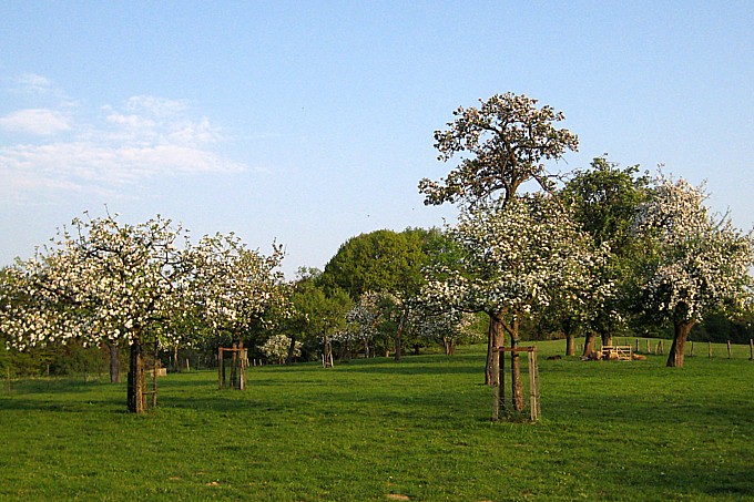 Streuobstwiese - Foto: Birgit Roettering