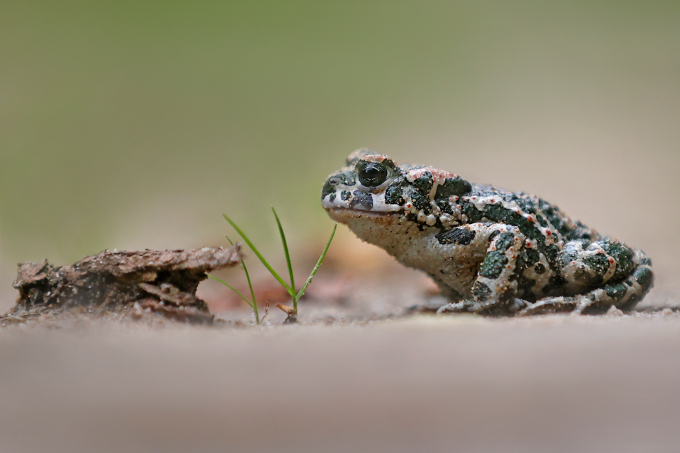 Wechselkröte - Foto: Lars Kaletta (https://larskaletta.de/)