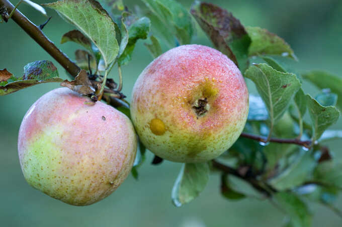 Äpfel von der Streuobstwiese - Foto: Frank Derer