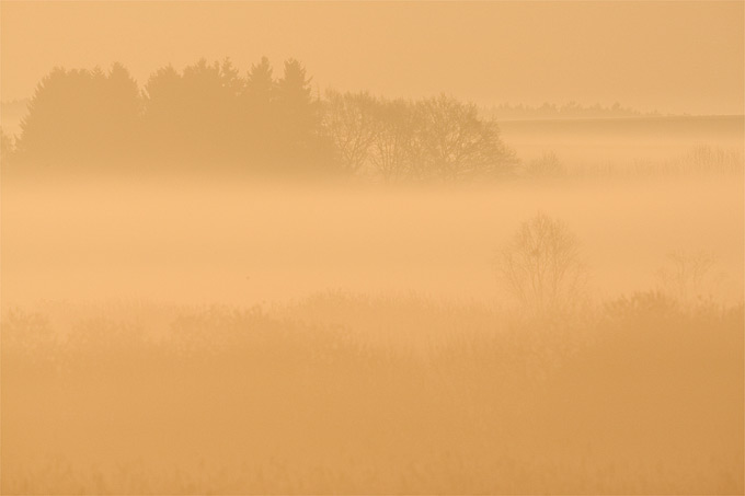 Morgenstimmung am Federsee - Foto: Frank Derer