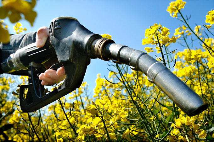 Biodiesel aus Raps - Foto: EC/Reporters