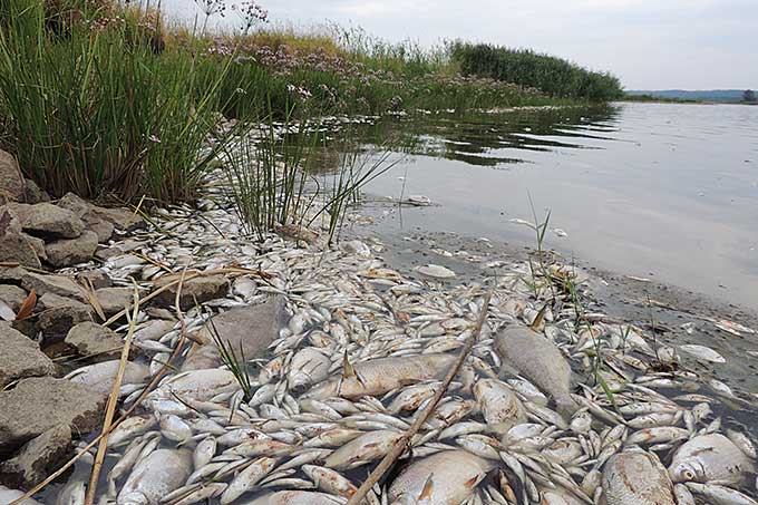 Fischsterben in der Oder. Natur braucht juristischen Schutz - Foto: Roland Schulz